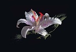 lilly, white lilly, red stamen