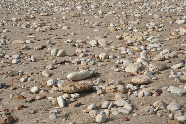 Free Pebbles Seashells photo and picture