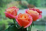 roses, bouquet, flowers