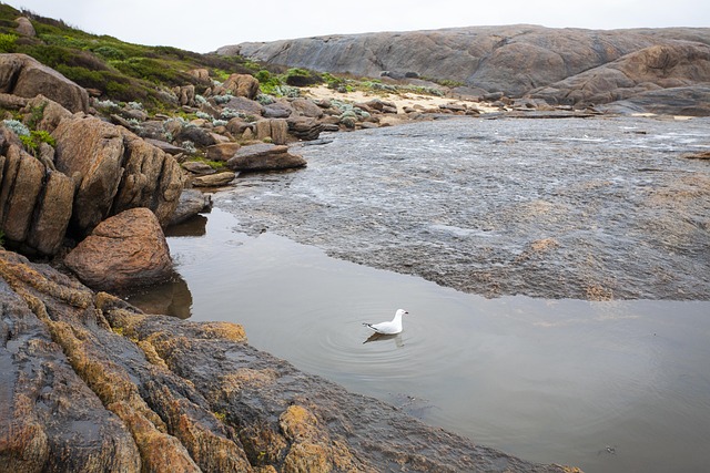 Vogel, Meer, Wasser, Küste