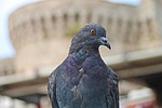 dove, bird, animal