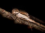 dragonfly, hawker, insect