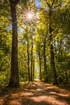 sun, forest, away