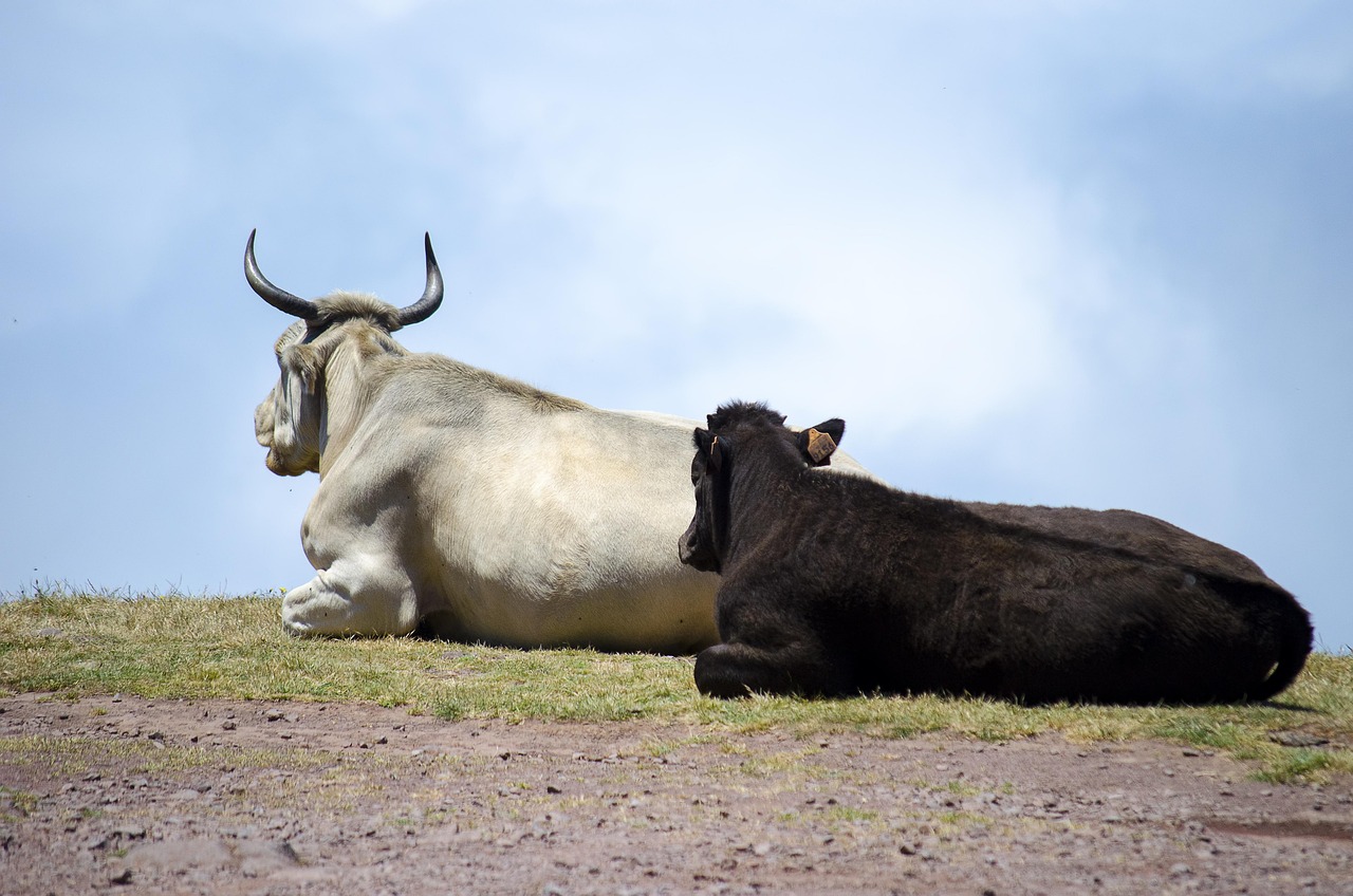 Cows - free online jigsaw puzzle photo