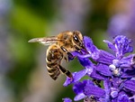 bee, flower, insect