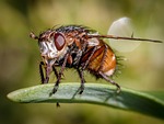 fly, nature, insect