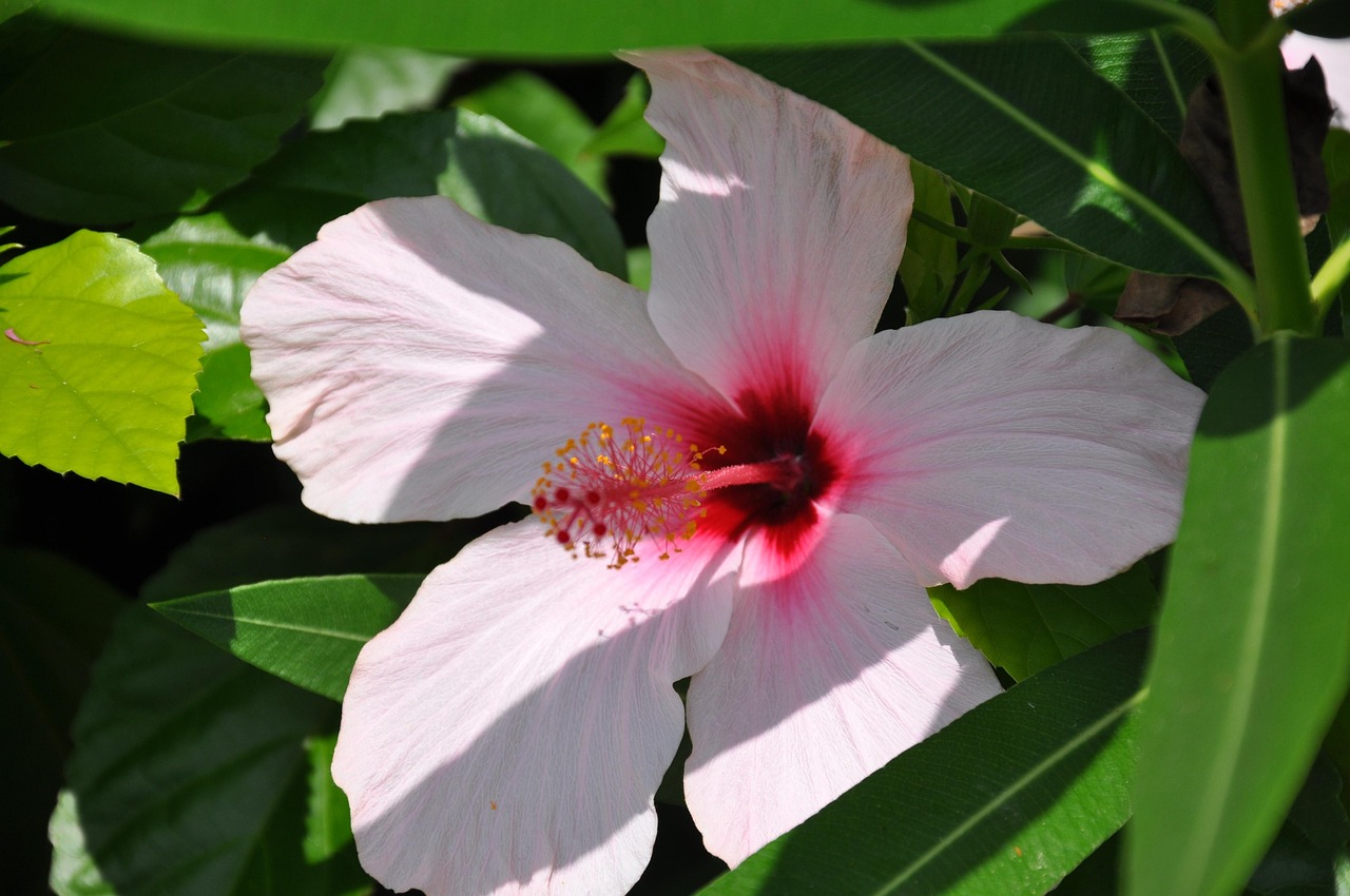 花 自然 夏 - Pixabayの無料写真 - Pixabay