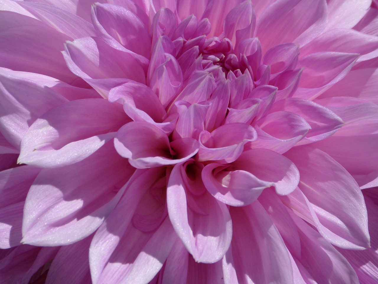 ダリア ピンク 花 - Pixabayの無料写真 - Pixabay