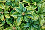 succulent, plant, ground cover plant