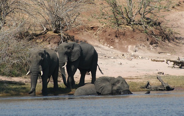 Free Mammals Nature photo and picture