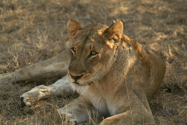 Free Mammal Animal photo and picture