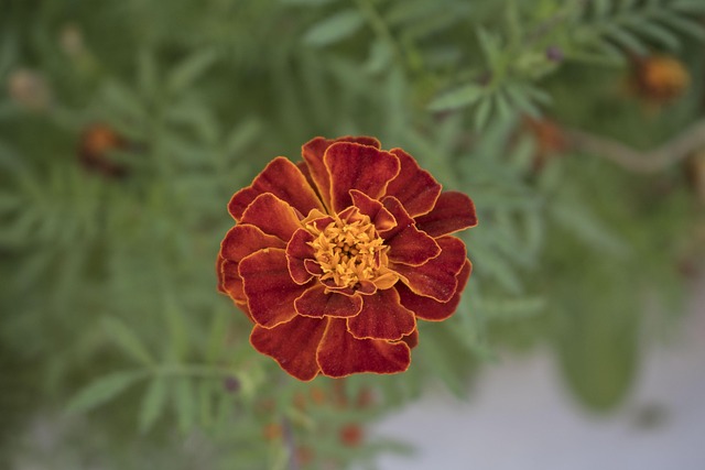 Free Flower Turkey Summer photo and picture