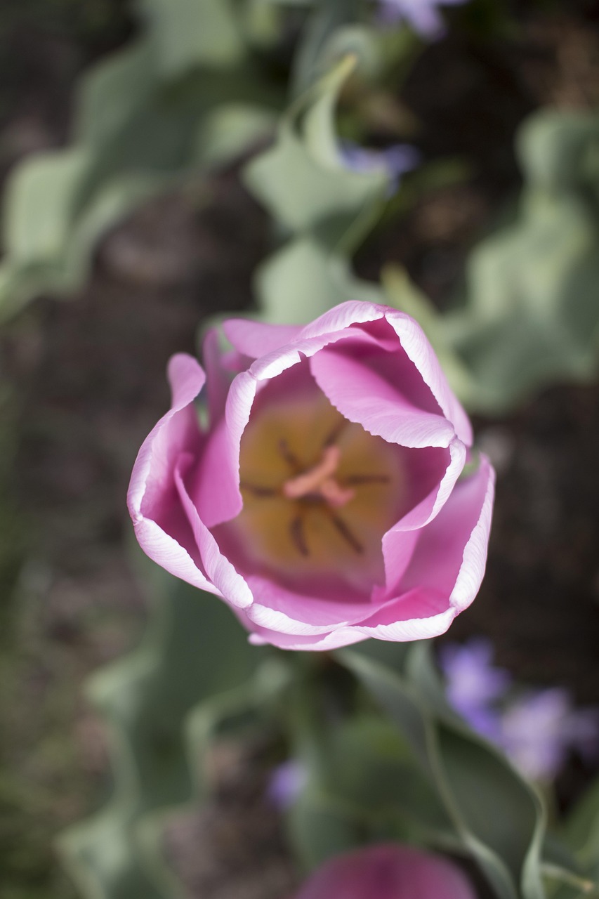 Flower Holland Europe To Free photo on Pixabay Pixabay