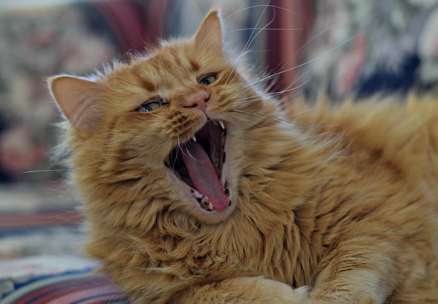 Free Cat Feline photo and picture