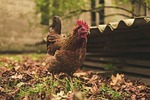 the hen, eggs, poultry