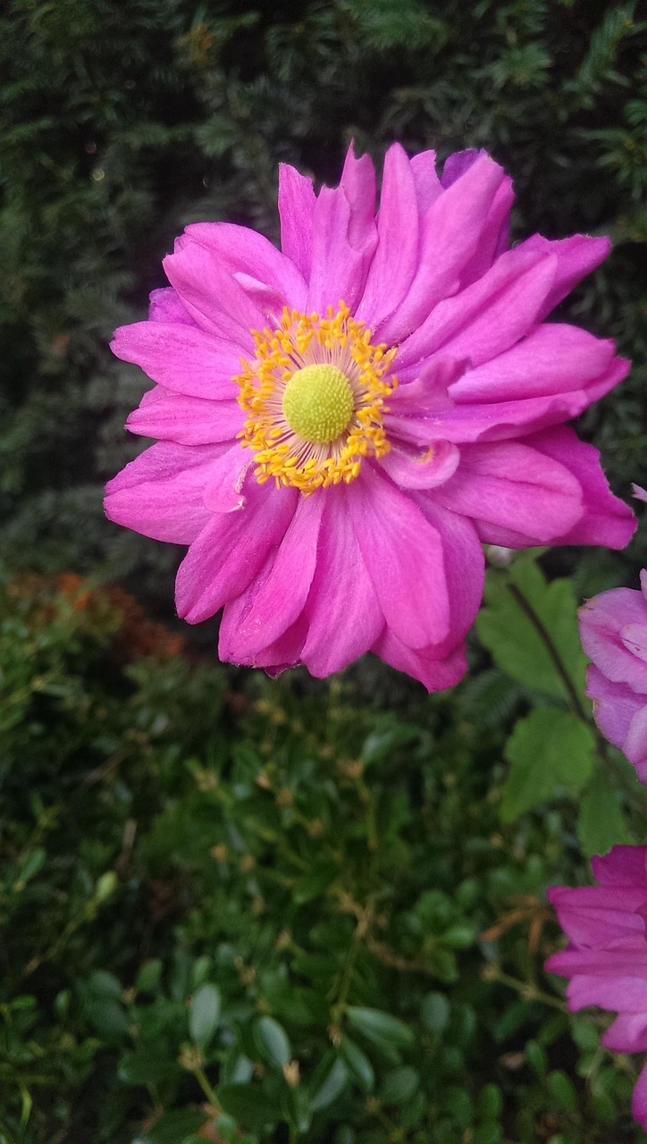 Anenom Sonnig Blume Kostenloses Foto Auf Pixabay Pixabay
