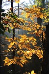 hickory, autumn, fall