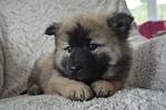 dog, pup, eurasier puppy