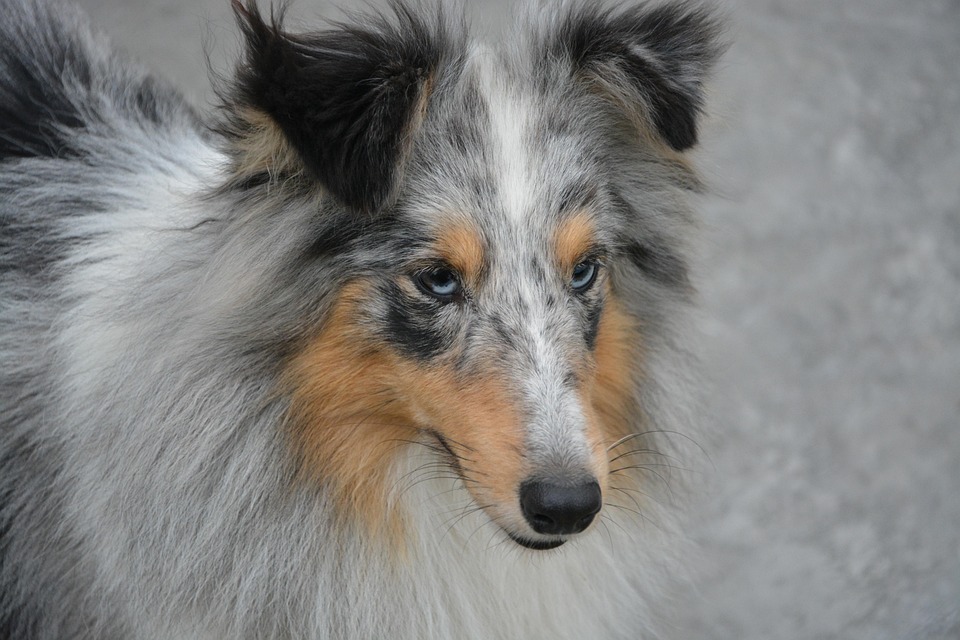 Jalang Anjing Gembala Shetland Foto Gratis Di Pixabay