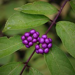 berry, fruit, berries
