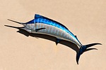 blue marlin, fish, fish mount