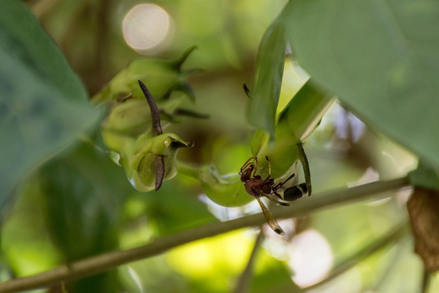 Free Insect Leaf photo and picture