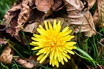 common dandelion, taraxacum sect, ruderalia