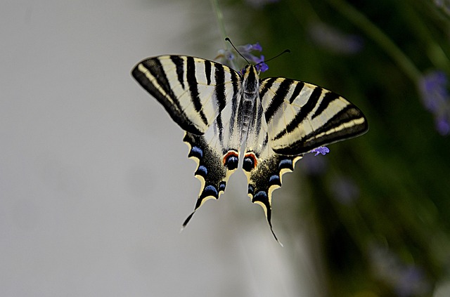 Borboleta, Inseto De Asas, Natureza