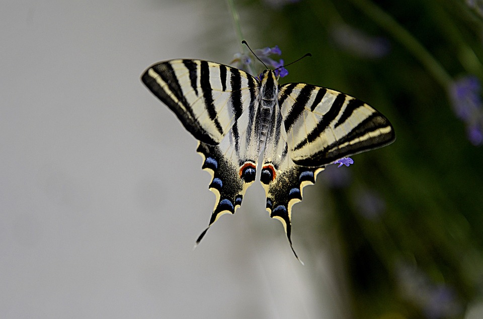 butterfly-insect-wings-nature-free-photo-on-pixabay