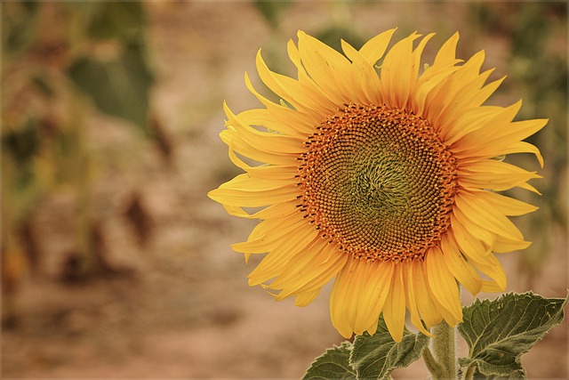 Girassol, Plantar, Flor, Pétalas