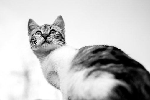 Sort Og Hvid, Katten, Fluffy, Pels, Øjne