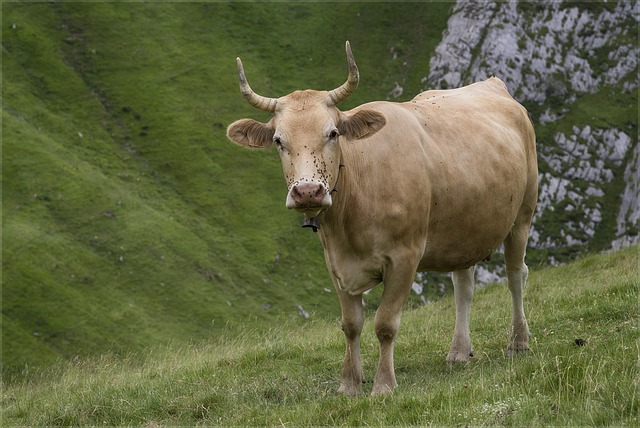 Vaca, Chifres, Cornos, Natureza, Gado