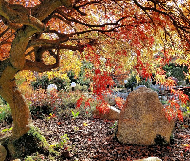 Herbst, Blätter, Ahorn, Farbenfroh