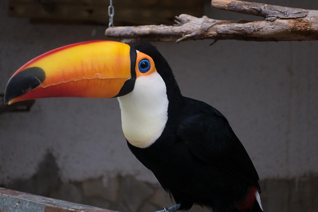 Free Peak Bird photo and picture