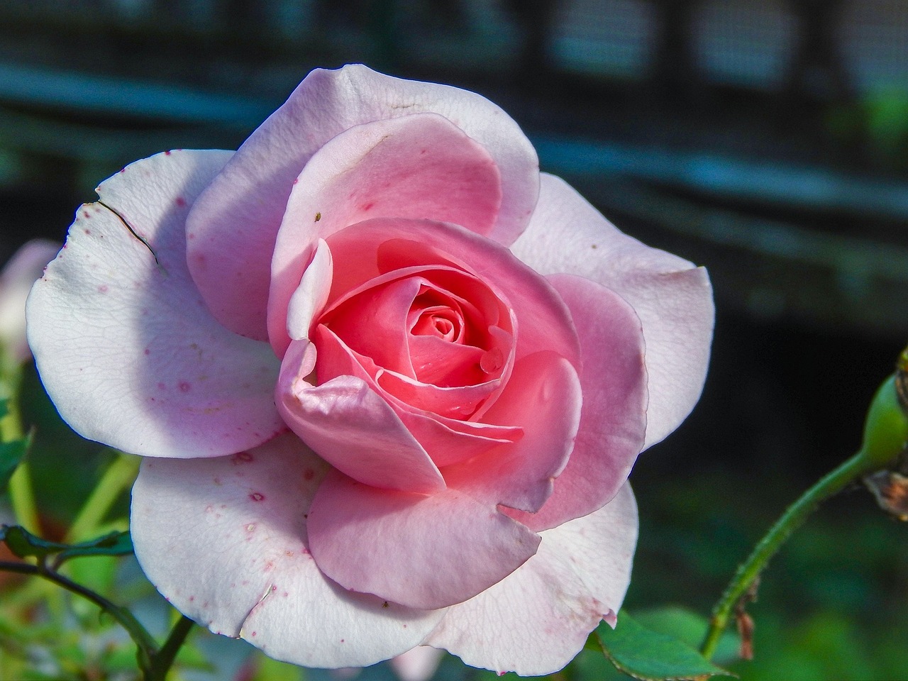 Blume, Rosa, Schönheit, Blühend