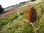 teasle, teazle, dipsacus fullonum