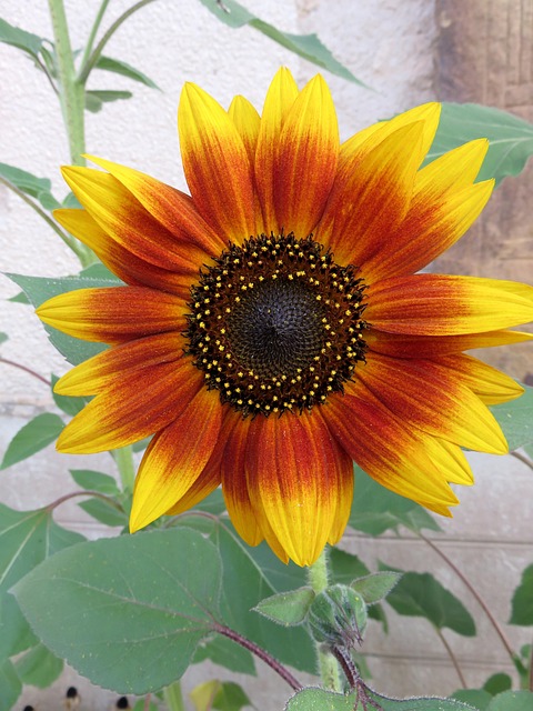Sonnenblume Sommer Gelb Orange - Kostenloses Foto auf Pixabay