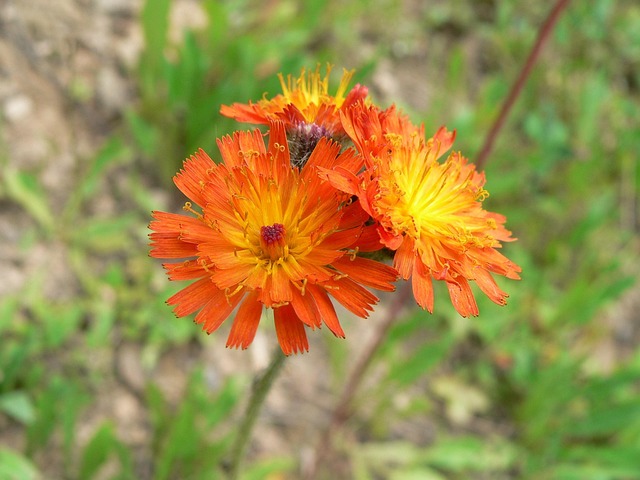 Orange, Blume, Feder, Blumen Hintergrund