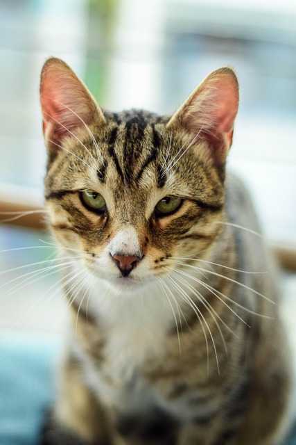 Free Cat Animal photo and picture
