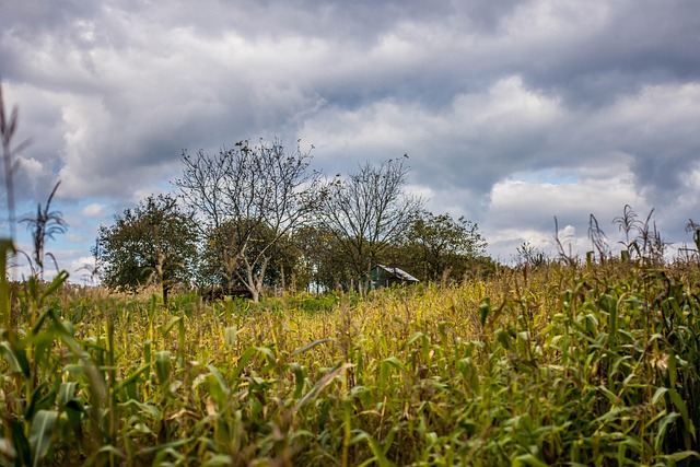 Free Halloween Corn photo and picture