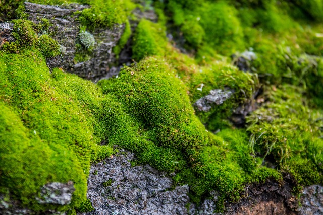 Free Down Green photo and picture