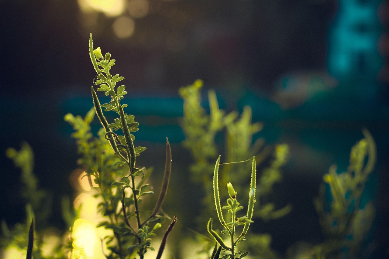 Green - free online jigsaw puzzle photo