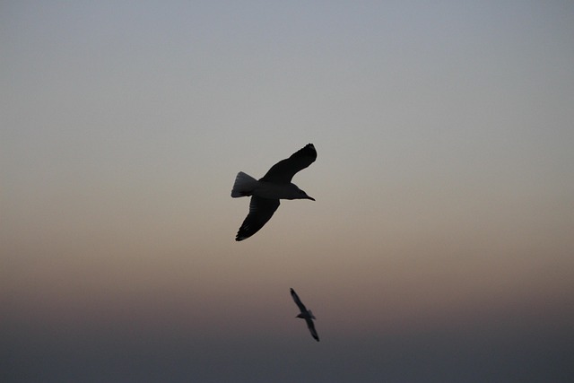 Zee Vogel, Zeestrand, Natuur, Water