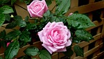 rose, pink, rain drops