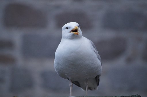 Möwe, Vogel, Tier