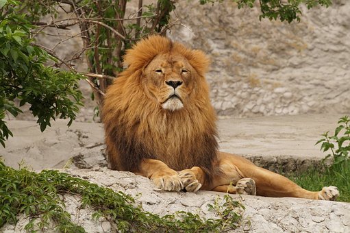 Löwe, Natur, Tier, Zoo, Ruhend