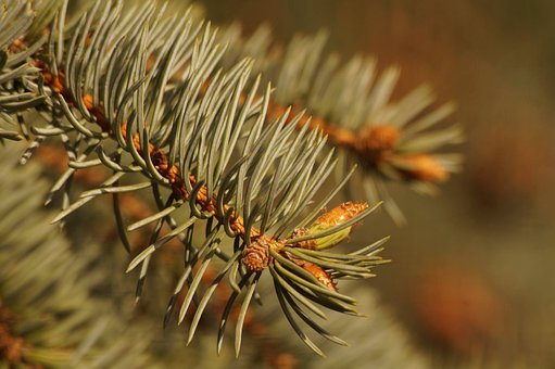 Kiefer, Grün, Natur, Baum