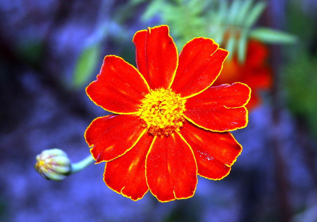 Flor De Laranjeira Pétalas - Foto gratuita no Pixabay - Pixabay