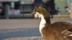 duck, beak, animal