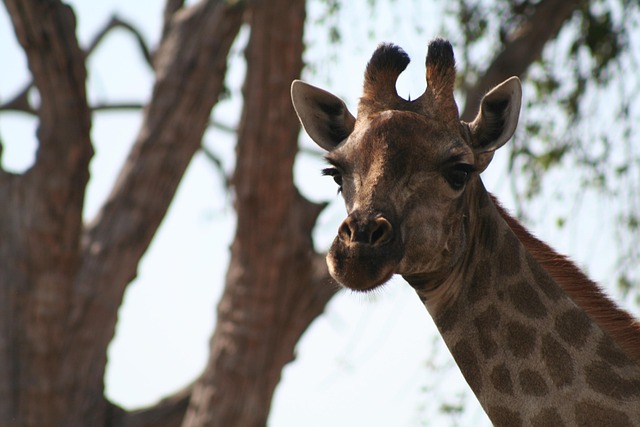 Free Mammal Nature photo and picture